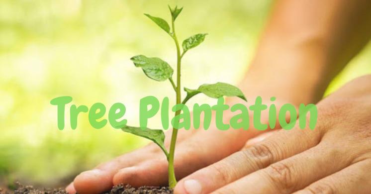 Tree Plantation (29-07-2026)
